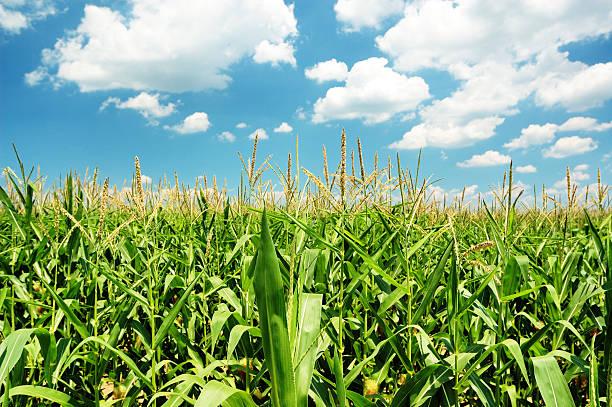 istock Indiana Cornfield with Clouds on Bright Summer Day 172365429