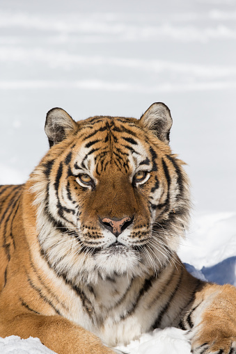 Siberian Tiger in winter