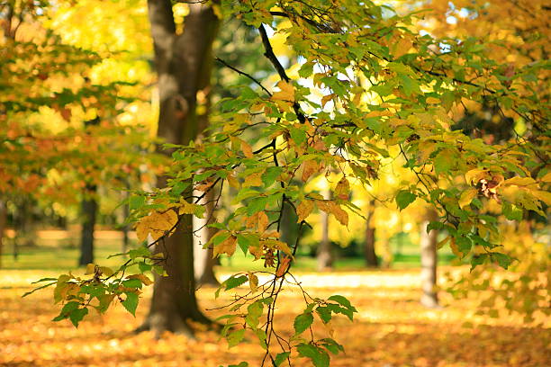 herbst park-landschaft - gradiation stock-fotos und bilder