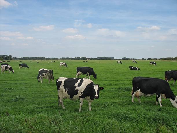 istock Cows grazing in green meadow against blue sky 172365514