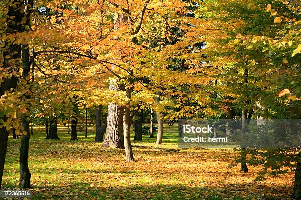 Jesień Park Pejzaż - zdjęcia stockowe i więcej obrazów Abstrakcja - Abstrakcja, Bezchmurne niebo, Brązowy