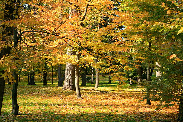 parque outono paisagem - gradiation imagens e fotografias de stock