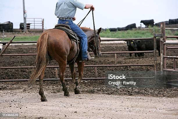Cowboy Desde Atrás Foto de stock y más banco de imágenes de Adulto - Adulto, Animal, Arrear
