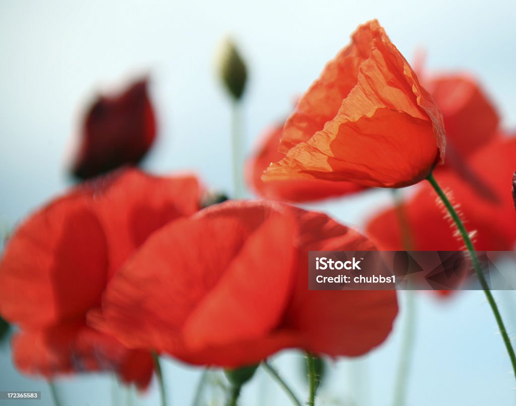 wild poppies - Lizenzfrei Abgeschiedenheit Stock-Foto