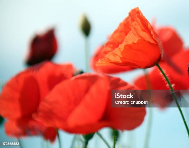 Wild Poppies Stockfoto und mehr Bilder von Abgeschiedenheit - Abgeschiedenheit, Agrarbetrieb, Baum