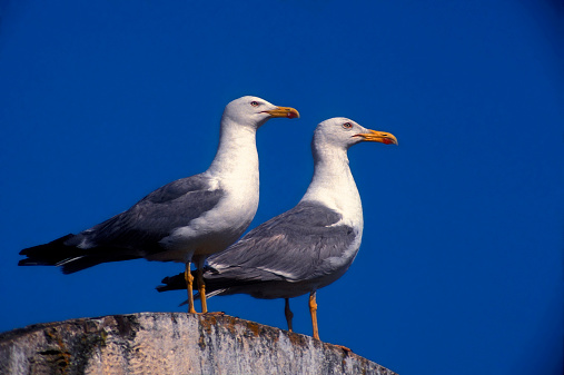 Seagulls couple