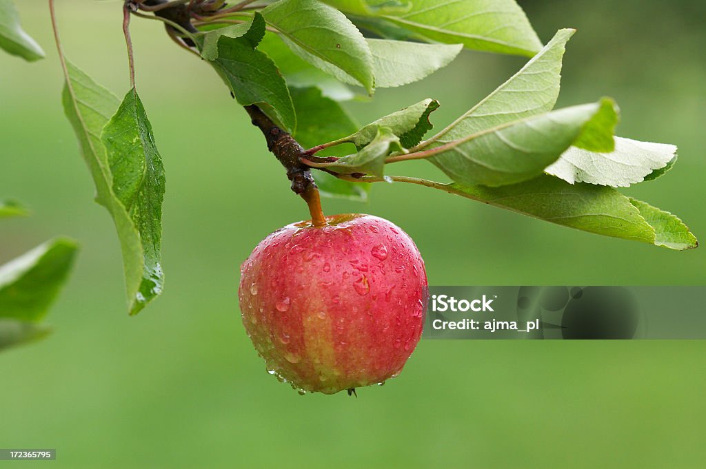 Árbol de manzana ripening - Foto de stock de Agricultura libre de derechos