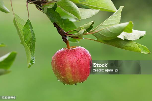 Árbol De Manzana Ripening Foto de stock y más banco de imágenes de Agricultura - Agricultura, Alimento, Comida sana