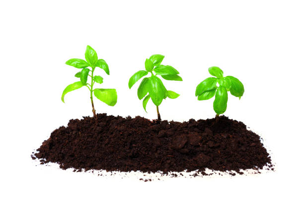 istock Fresh Basil Plants in Soil Isolated on White 1723658586