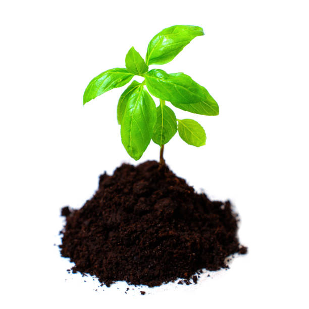 istock Fresh Basil Seedling in Rich Soil Isolated on White 1723658596