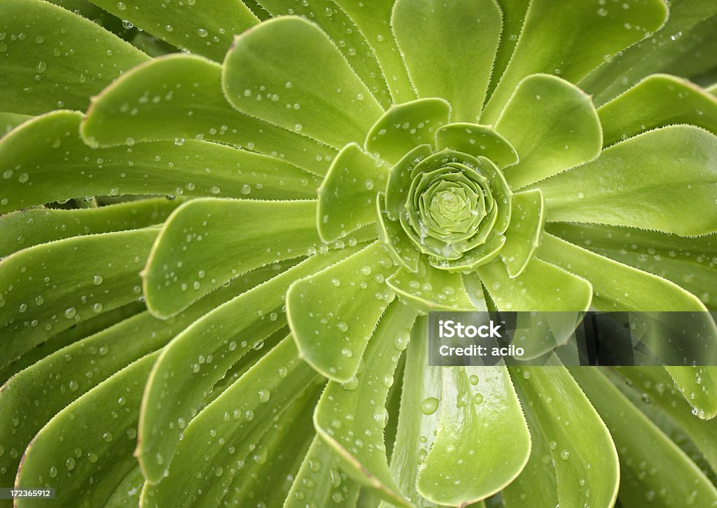 Aeonium balsamiferum - Foto stock royalty-free di Botanica