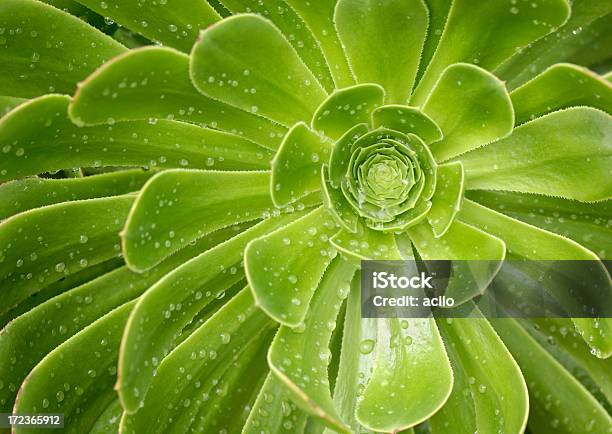 Aeonium Balsamiferum - Fotografias de stock e mais imagens de Botânica - Ciência de plantas - Botânica - Ciência de plantas, Moldura Completa, Natureza