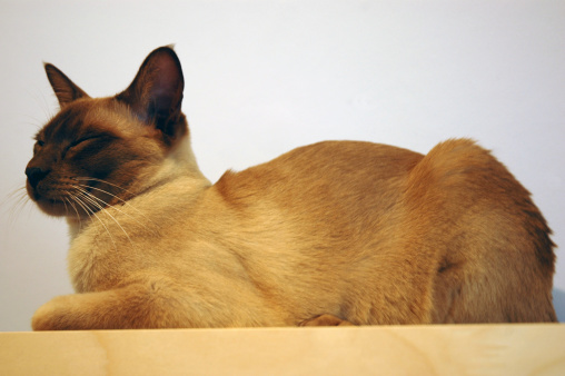 a tonkinese pure bred cat having a cat nap.