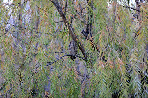 Owls sleep on willows during the day, China