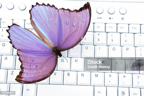 Technologie Środowiskowe - zdjęcia stockowe i więcej obrazów Motyl - Motyl, Klawiatura komputerowa, Część ciała zwierzęcia