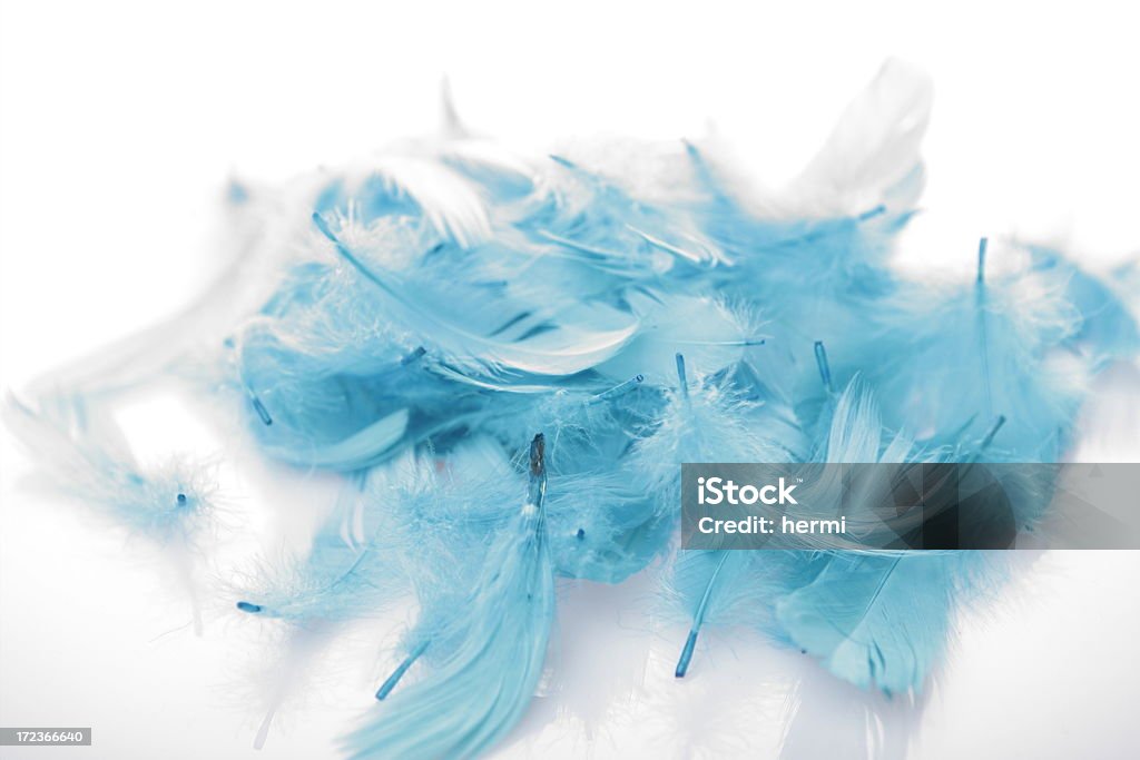 Luz azul de fondo sobre blanco feathers - Foto de stock de Ala de animal libre de derechos