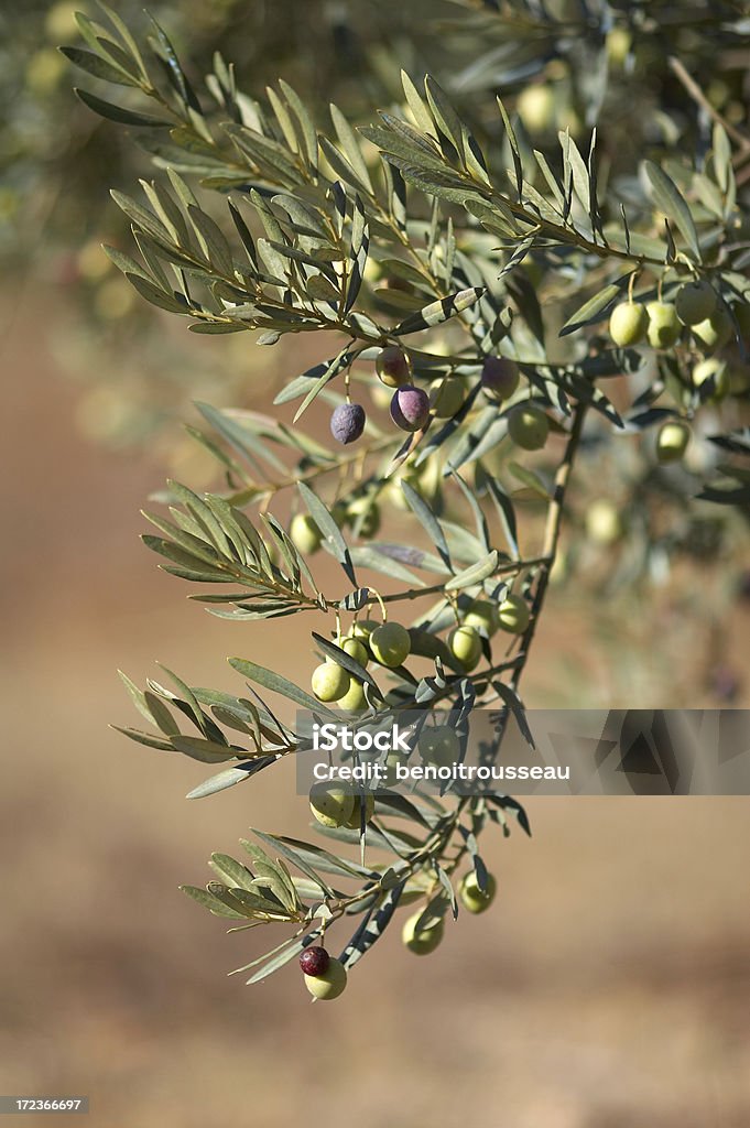 Grüne Oliven - Lizenzfrei Region Provence-Alpes-Côte d'Azur Stock-Foto