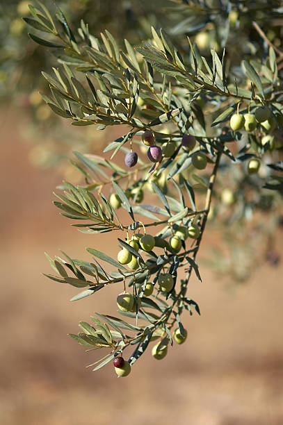 Green Olives stock photo