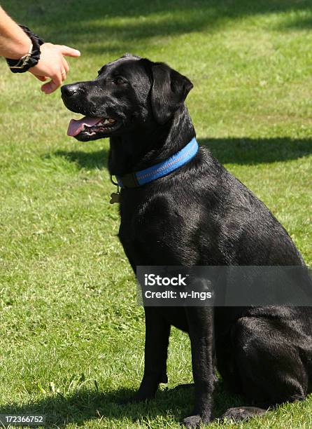 Atenta Cão - Fotografias de stock e mais imagens de Animal - Animal, Animal Doméstico, Ao Ar Livre