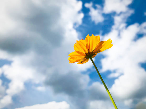 Yellow cosmos flowers with a bright blue sky as a background.