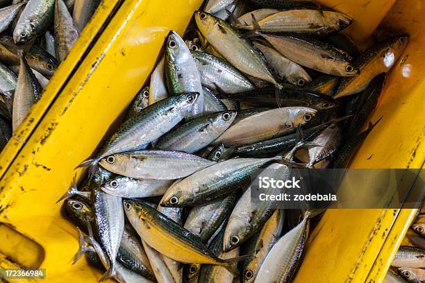 Pilha De Peixe Fresco Cru Em Uma Caixa Amarela - Fotografias de stock e mais imagens de Alimentação Saudável - Alimentação Saudável, Amontoar, Animal morto