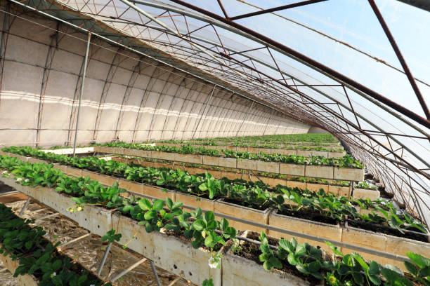 les fraises sont cultivées dans une serre dans le nord de la chine - strawberry plant audio photos et images de collection