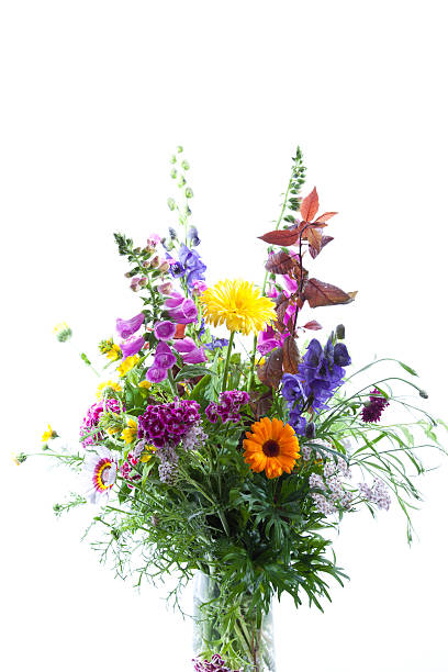 Close-Up Of Multi Colored Flowers Against White Background
