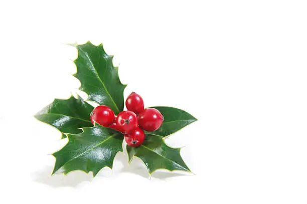 Photo of Sprig of green holly and ripe red berries