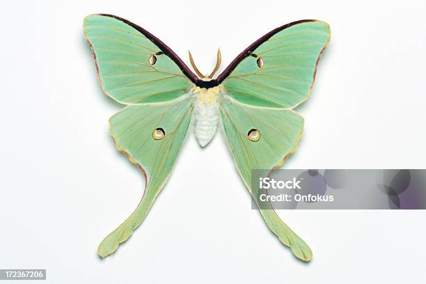 Photo libre de droit de Papillon Lune Papillon Isolé Sur Fond Blanc banque d'images et plus d'images libres de droit de Papillon lune - Papillon lune, Aile d'animal, Objet ou sujet détouré