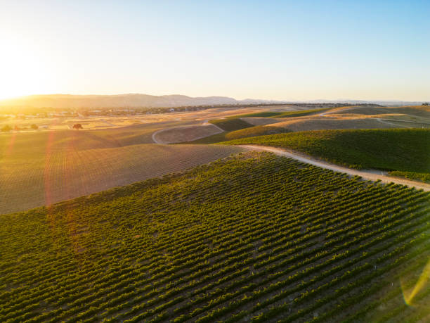 istock Paso Robles Wine Country 1723672650