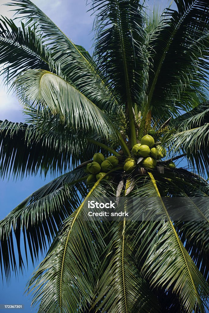 Palmera cocotera - Foto de stock de Cielo libre de derechos