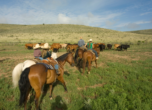 Cowboys with children rounding up cattle New Mexico USAPlease view other related images of mine