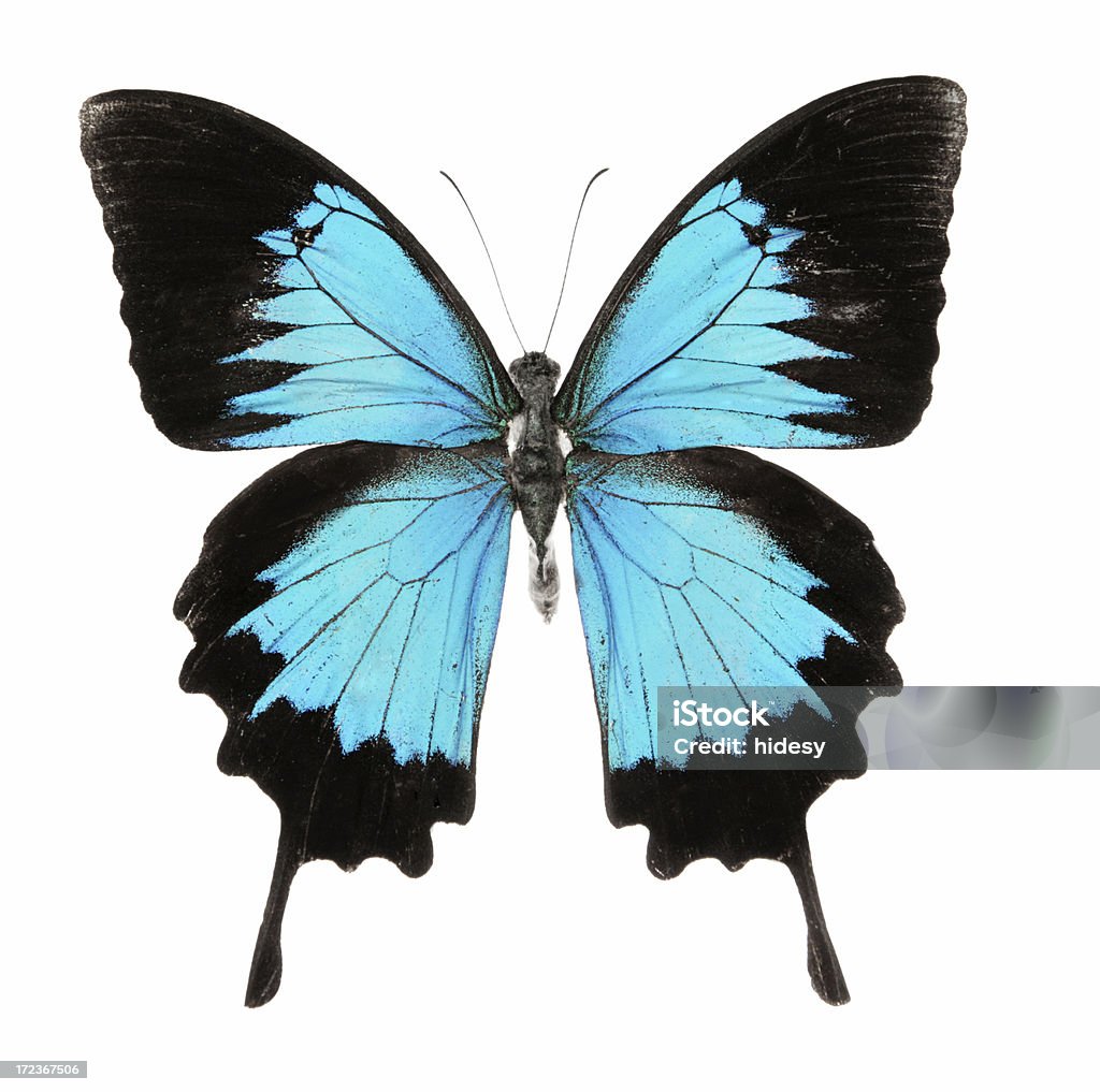 Mariposa - Foto de stock de Mariposa - Lepidópteros libre de derechos