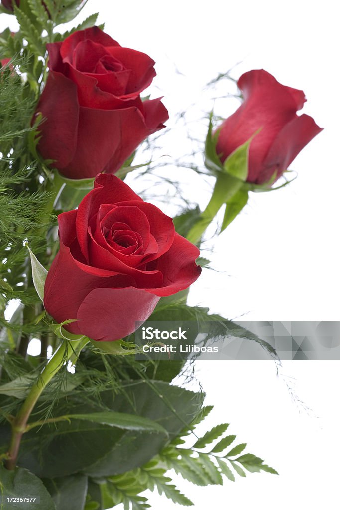 Rote Rosen (XL - Lizenzfrei Blume Stock-Foto