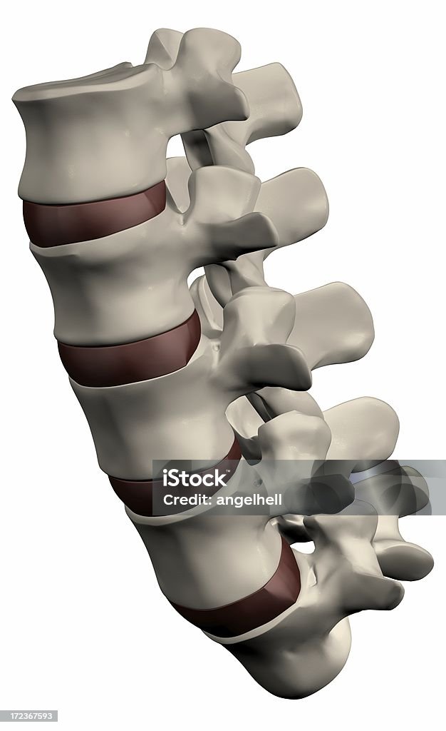 Coluna vertebral humana secção - Royalty-free Anatomia Foto de stock
