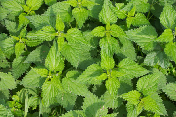 istock Bed of fresh green stinging nettles 172367615