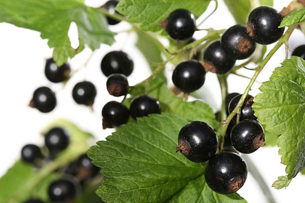 groselha preta em branco - black currant currant black fruit imagens e fotografias de stock