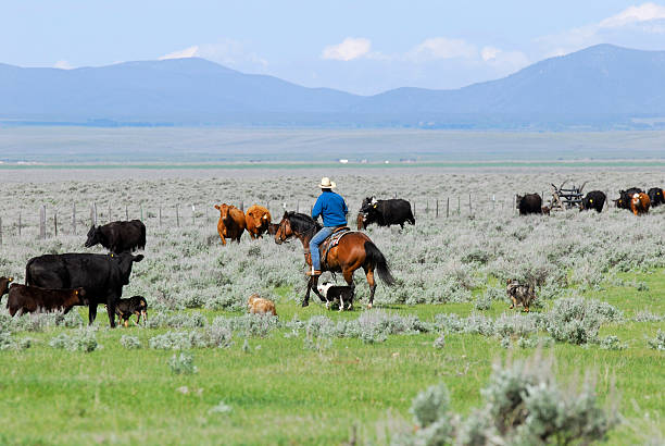 istock One Man and Four Dogs 172367779