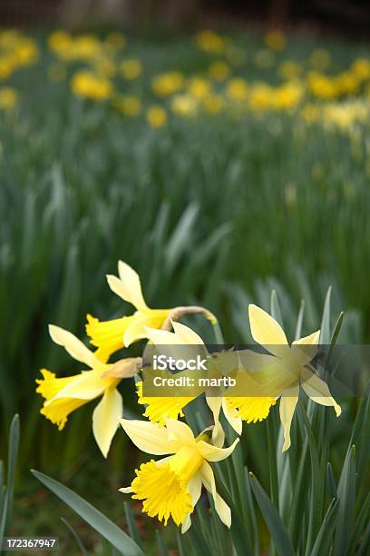 春の Daffodils - ラッパズイセンのストックフォトや画像を多数ご用意 - ラッパズイセン, 写真, 庭