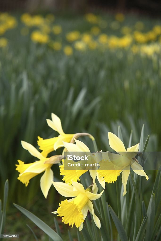 Primavera daffodils - Royalty-free Amarelo Foto de stock