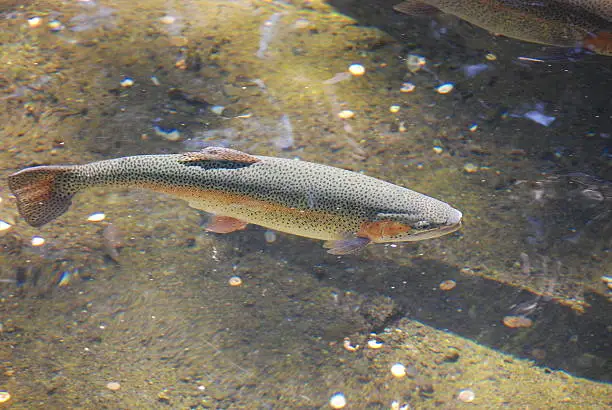 A rainbow trout swims in an Oregon hatchery pond.