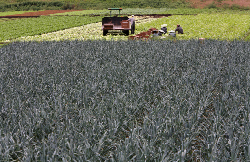 Asian Workers harvesting vegetables for commercial purposes. Cabbages,Lettuce