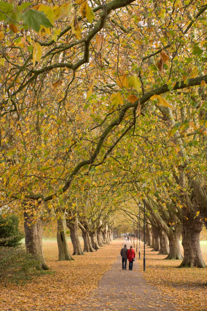 istock autumn colours, Cambridge, England 172368131