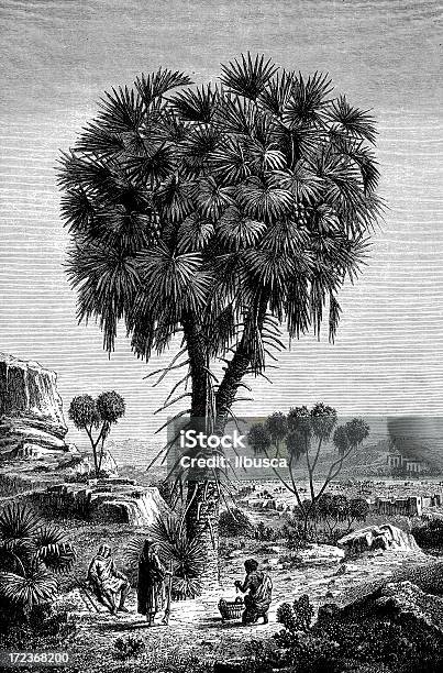 Palma - Immagini vettoriali stock e altre immagini di Africa - Africa, Albero, Antico - Vecchio stile