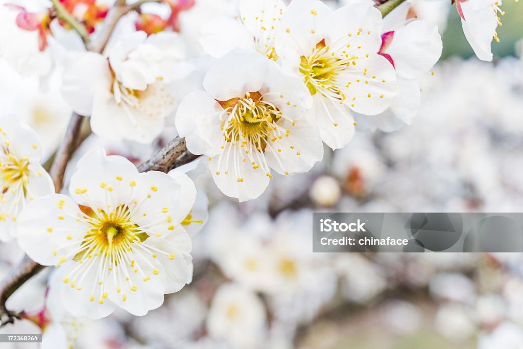 Albicocco in fiore in primavera - Foto stock royalty-free di Agricoltura
