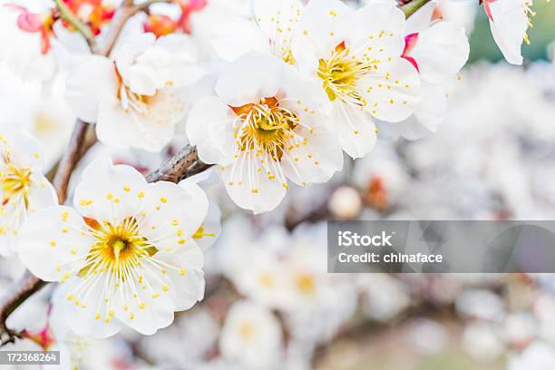 Albicocco In Fiore In Primavera - Fotografie stock e altre immagini di Agricoltura - Agricoltura, Albicocco, Albicocco in fiore