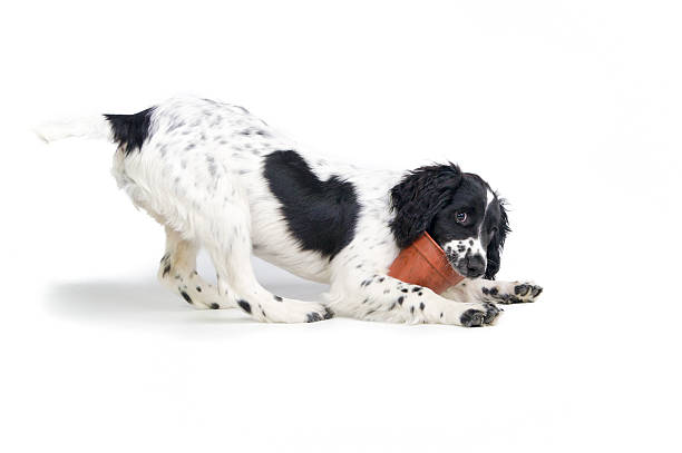 istock Pots of puppy fun! 172368584