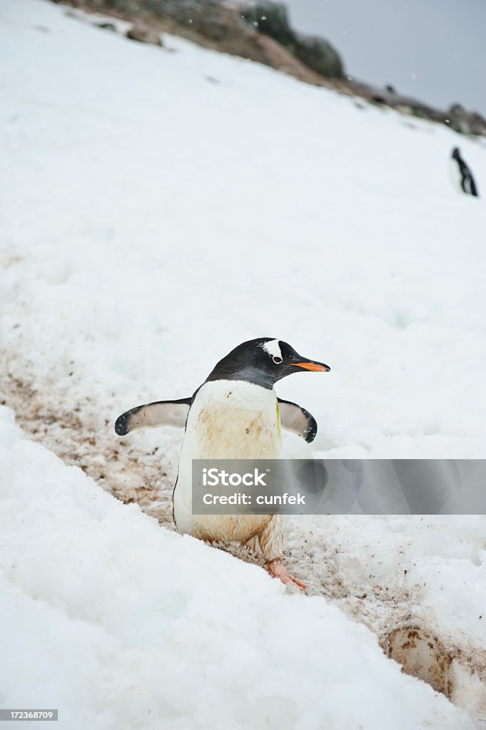 Pingüino - Foto de stock de Anadear libre de derechos