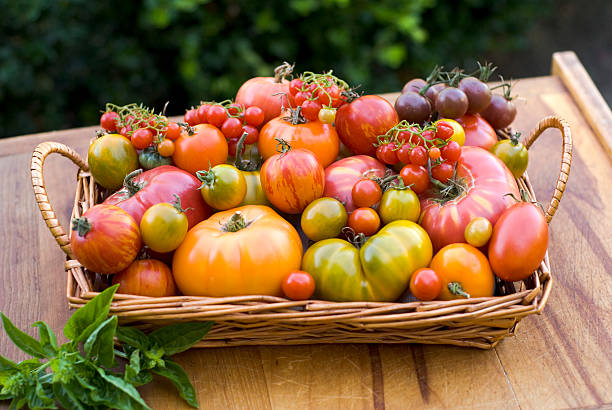 야외 바스켓 homegrown 토종 토마토! - heirloom tomato organic tomato green tomato 뉴스 사진 이미지