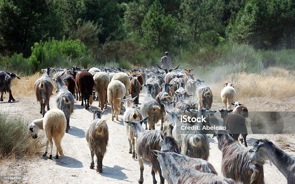 Goatherd na região do Douro, Portugal - Foto de stock de Pastor de Cabras royalty-free